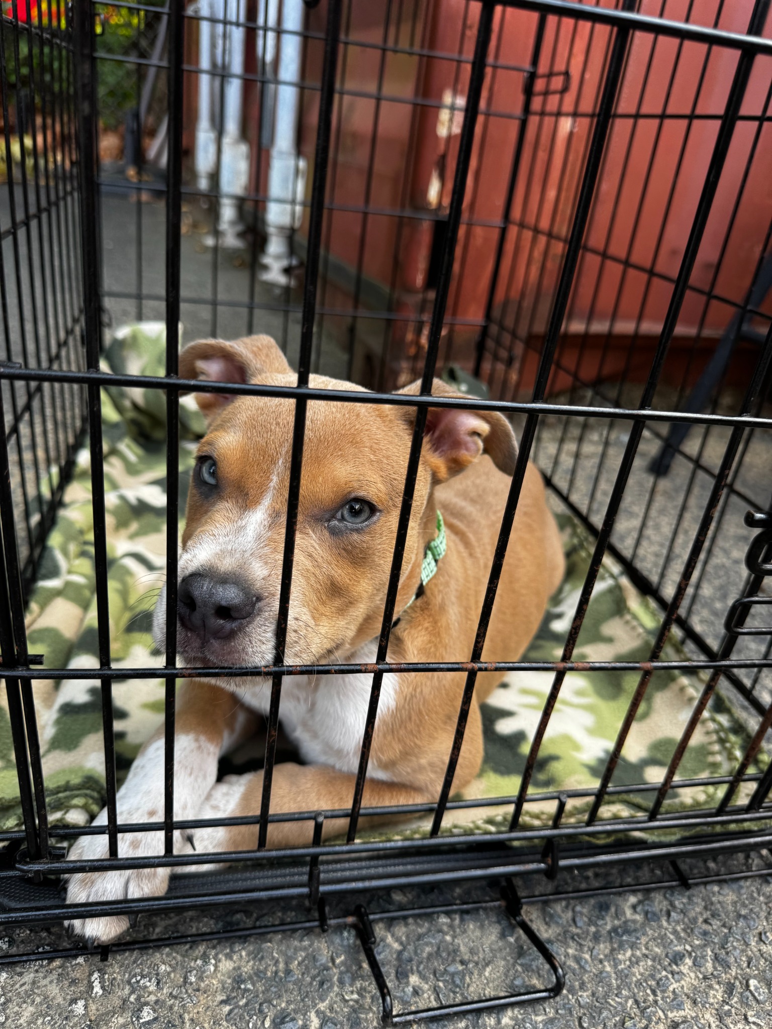 A rescue puppy at the local gathering